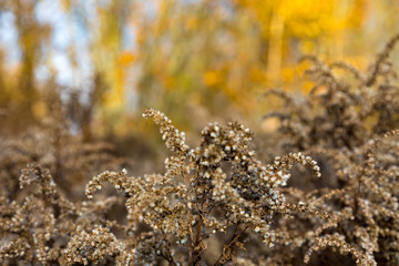 Autumn colours in forest in Latvia, Latgale