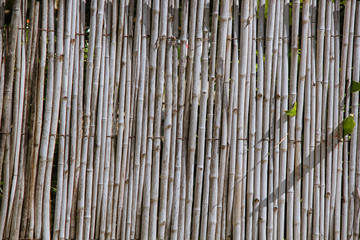 Old bamboo fence background in garden