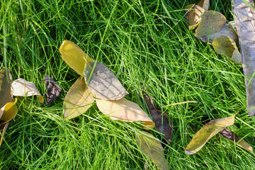 Green grass in autumn with leaves 