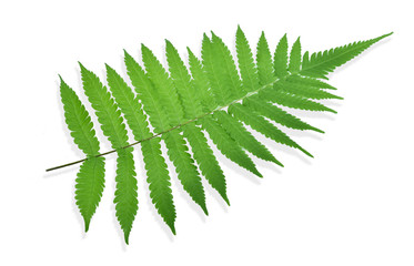 Fern leaf, Ornamental foliage, Fern isolated on white background, with clipping path