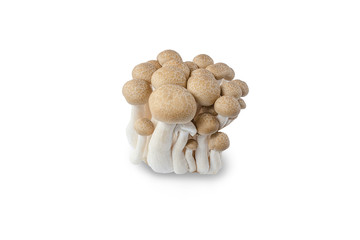 Fototapeta na wymiar Shimeji mushrooms brown varieties isolated on white background with Clipping path.