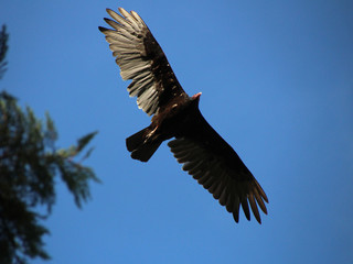 Aves de rapina