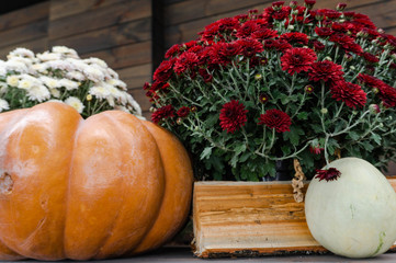 close-up wooden stack wall background, and autumn white flowers, a large pumpkin with green grass, firewood pattern tree
