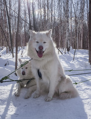 Northern sled dogs malamutes