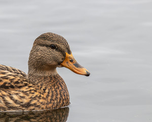 duck in water