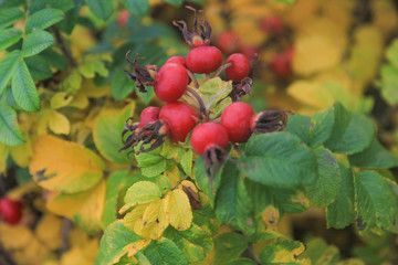 Rosehip Shrub With Red Fruit