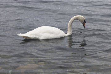 Naklejka na ściany i meble Swans in the sea Rügen, Germany