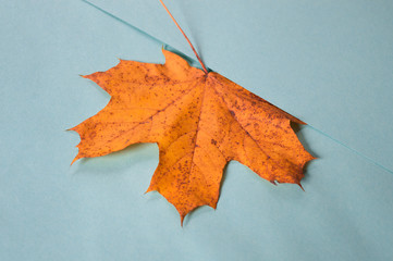 Maple leaf in fall colors flat lay on bright blue paper background