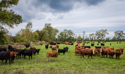 Dairy cows, Ayshires, solid brown and black, in a large green grass field on a cloudy autumn morning