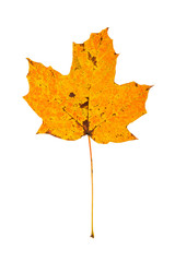 Sugar Maple Leaf