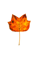 Tulip Poplar Leaf
