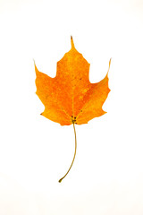 Sugar Maple Leaf