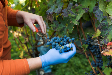 wine farmer in the vineyard harvesting and cleaning Cabernet Sauvignon grapes