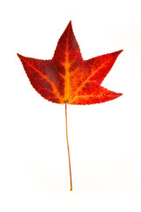 Sweetgum Leaf