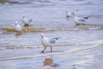 Seagulls on a Baltic Sea beach in Swinoujscie town, West Pomerania region of Poland