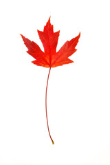 Red Maple Leaf