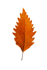 Chestnut Oak Leaf