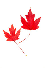 Red Maple Leaves