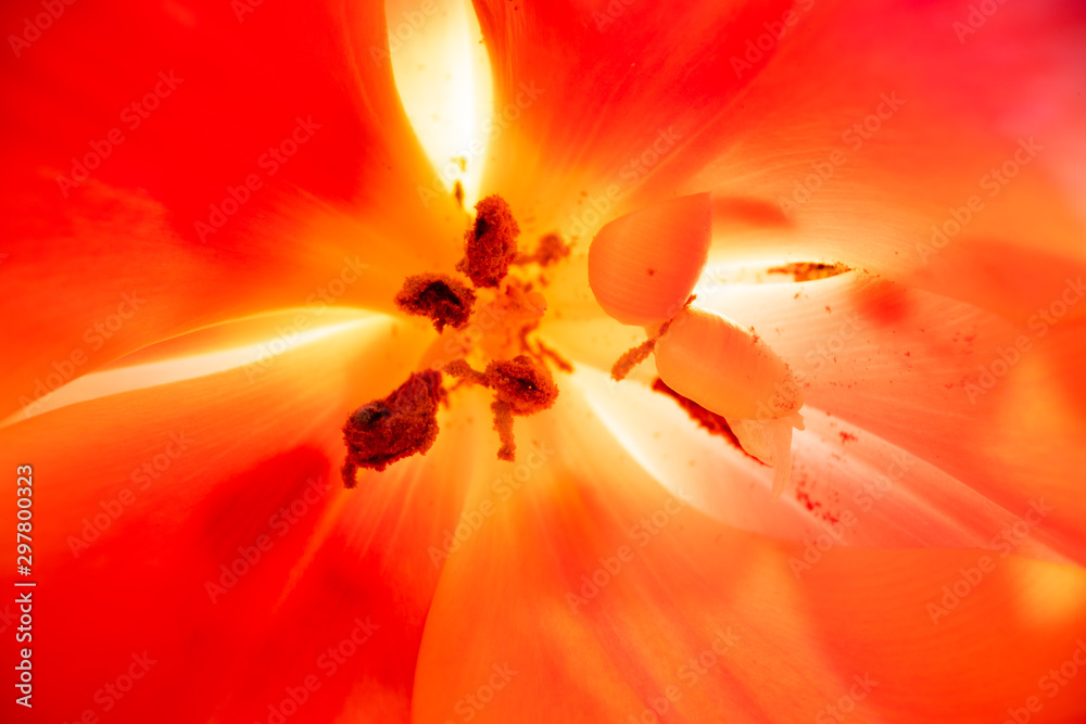 Poster Macro stamens of tulips flower