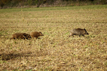 Wildschweinrudel rennt über das Feld