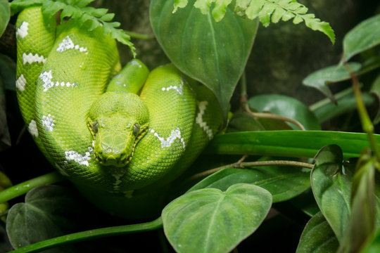 Green Snake