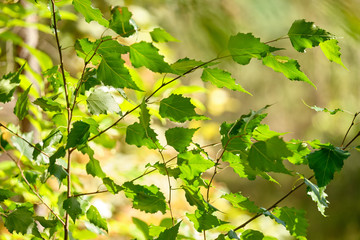 Beautiful green natural scene with bright green leaves on a sunny late summer day in Germany