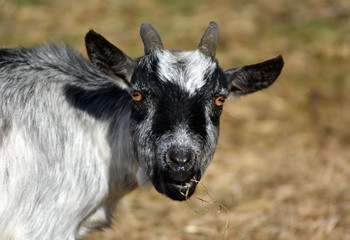 Goat close up face