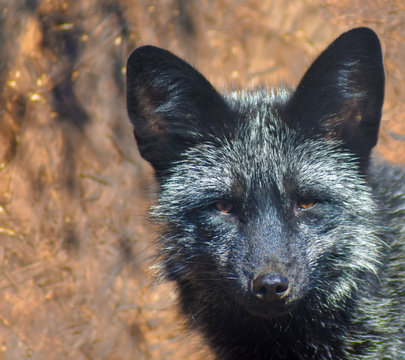 Black Fox Face