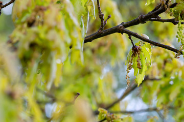 Oak twig with male flowers, catkins