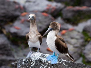 Adult blue-footed booby perched on rock with juvenile bird and red painted ghost crabs in soft focus in the background, Puerto Baquerizo Moreno, San Cristobal, Galapagos, Ecuador