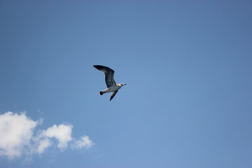 A seagull flying with wings against blue sky bottom view