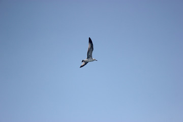 A seagull flying with wings against blue sky bottom view