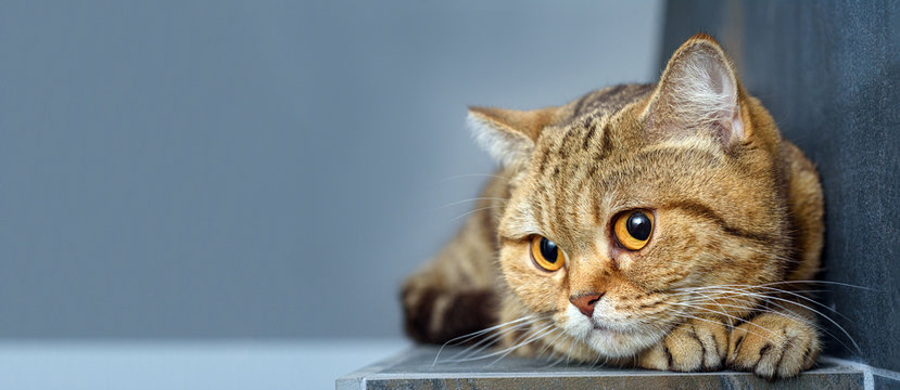 Bengal cat with space for advertizing and text