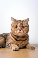 Bengal cat with space for advertizing and text