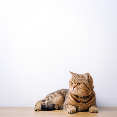 Bengal cat with space for advertizing and text