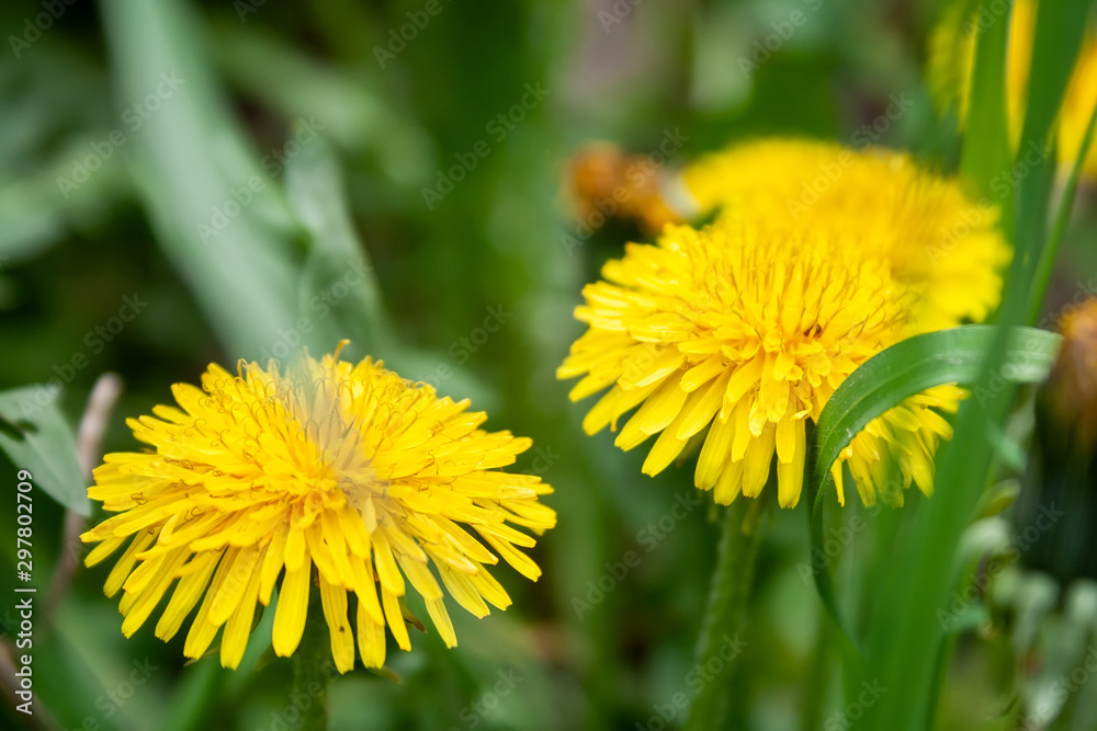 Wall mural Closeup view of two bright yellow blooming dandelions growing among green grass on a blurred background