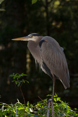 Great blue heron, Ardea herodias, in Everglades National Park, FL