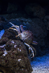Maja squinado or Maia squinado is a species of crustacean decapod of the Brachyura infraorder, known in Spanish as crab, crab or European crab. It is a large migratory crab.
