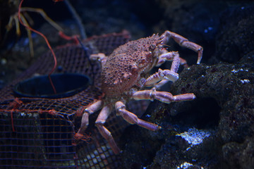 Maja squinado or Maia squinado is a species of crustacean decapod of the Brachyura infraorder, known in Spanish as crab, crab or European crab. It is a large migratory crab.