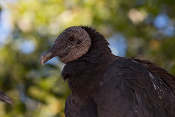 Portrait of a black vulture, Coragyps atratus