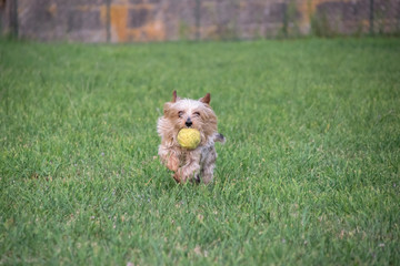 yorkshire terrier running with a ball in his mouth