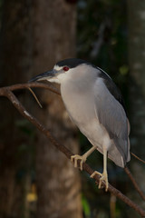 Black-crowned night heron (Nycticorax nycticorax)