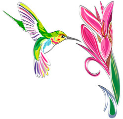 Hummingbird. Vector illustration of exotic flying Colibri Bird with flower isolated on white background © dianamk