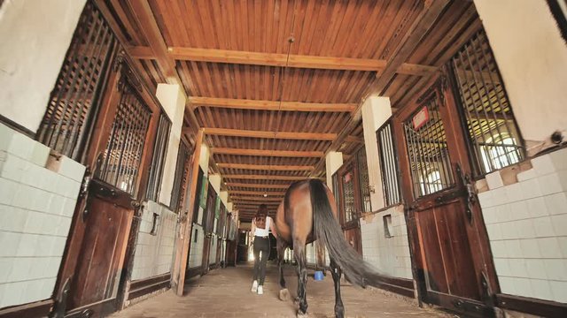 A young girl leads her horse in the stable.
