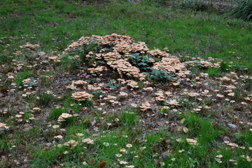 Pilze im Park