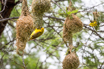 Yellow masked weaver birds building a nest, Namibia, Africa