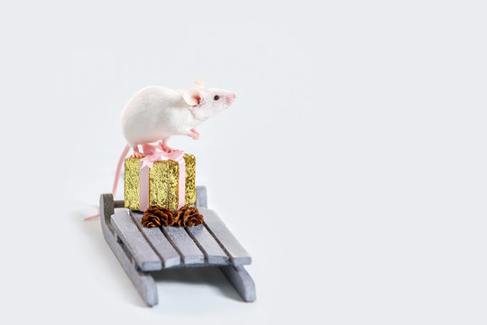 White rat, mouse stands on a golden gift box in a sleigh. Symbol of Chinese New Year. White background.Copy space 