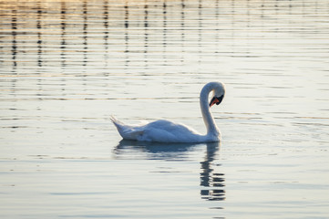 Mute swan on a Lanskie Lake located in Olsztyn Lake District in Warmian-Masurian Voivodeship of Poland