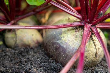 Harvest of red beetroots in autumn garden