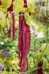 Red longflowers of Amaranthus caudatus flower, a species of annual flowering plant. Common names: velvet flower,  love-lies-bleeding, tassel flower,  foxtail amaranth. Many parts are edible.